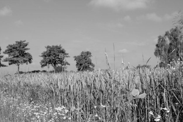 verano en Alemania