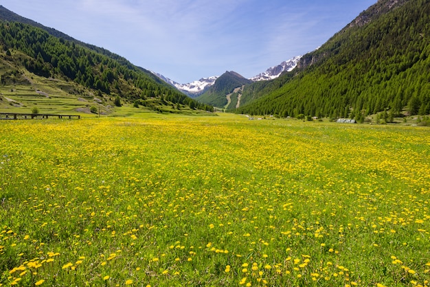 Foto verano en los alpes. pradera alpina en flor y exuberante bosque verde