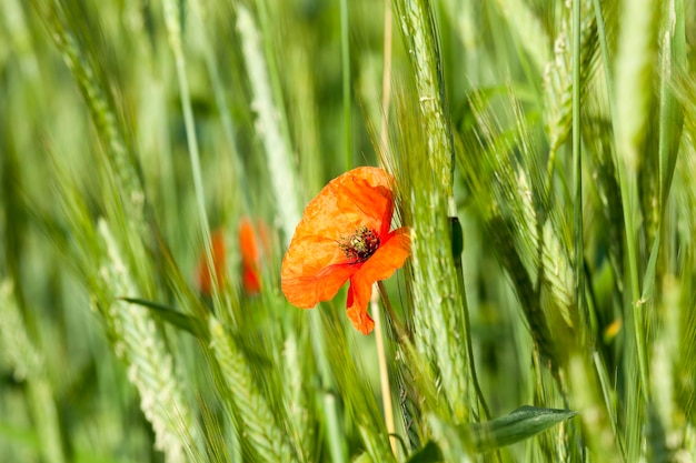 Verano de amapolas rojas