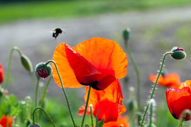 Verano de amapolas rojas