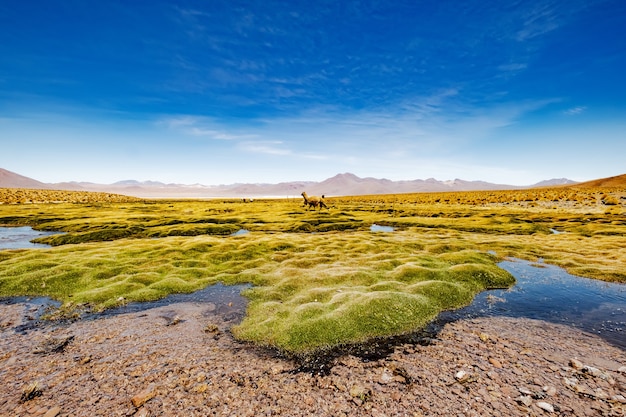 Verano amplio paisaje de montaña boliviana con alpaca