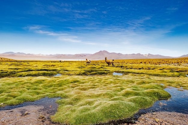 Verano amplio paisaje de montaña boliviana con alpacas