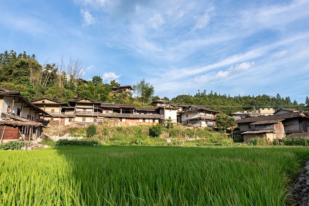 En verano, el arroz en los arrozales en el campo