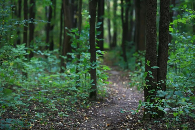 verano bosque camino árboles cerca