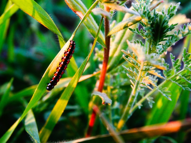 Foto verano en el bosque, primer plano de gusano