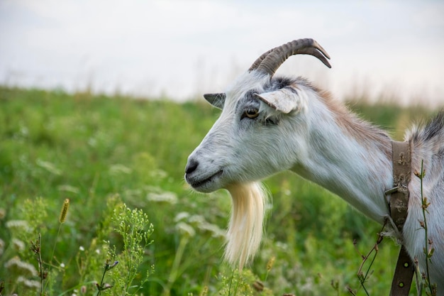 En verano, una cabra pasta en el campo del pueblo.