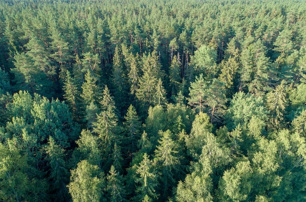 Verano cálido sol luz bosque vista aérea como fondo de verano, vista desde arriba