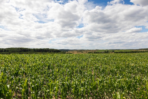 Verano de campo de maíz