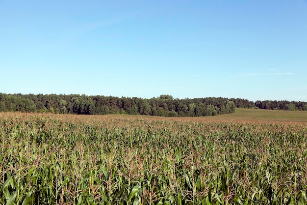 Verano de campo de maíz