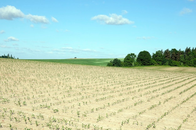 Verano de campo de maíz