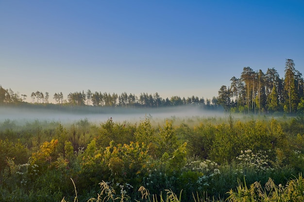 Verano colorido amanecer sobre el prado con niebla y rocío en la hierba Prado exuberante hierba en la luz del sol de la mañana Paisaje campestre