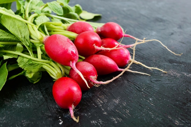 Verano cosechado rábano rojo. Cultivo de hortalizas orgánicas. Gran manojo de rábano de jardín jugoso fresco crudo en tableros oscuros listos para comer. De cerca.