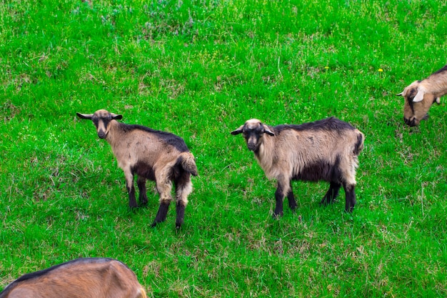 En el verano, un día soleado y brillante, una familia de cabras pastando en el prado