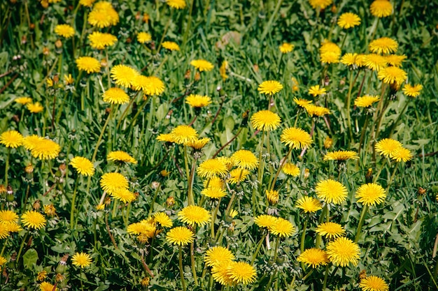 El verano florece los dientes de león amarillos. Brillantes flores soleadas.