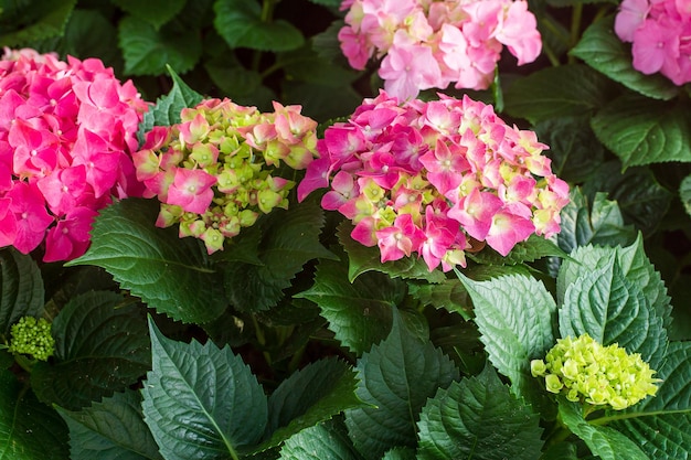 Verano floreciente delicada hortensia floreciente flores y pétalos fondo festivo pastel y sof