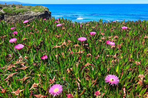 Verano floreciente paisaje de la costa atlántica con flores rosas (España).