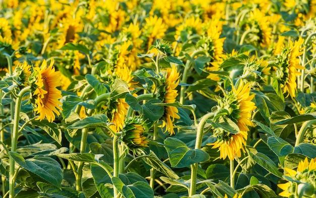 Verano flores amarillas florecimiento de plantas de girasol (Helianthus annuus) campo