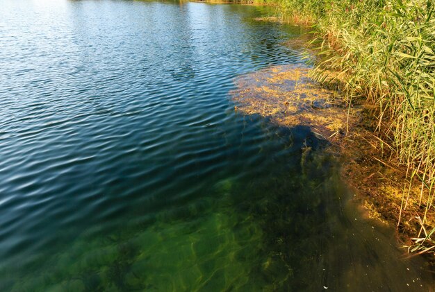 Verano lago calma orilla juncosa