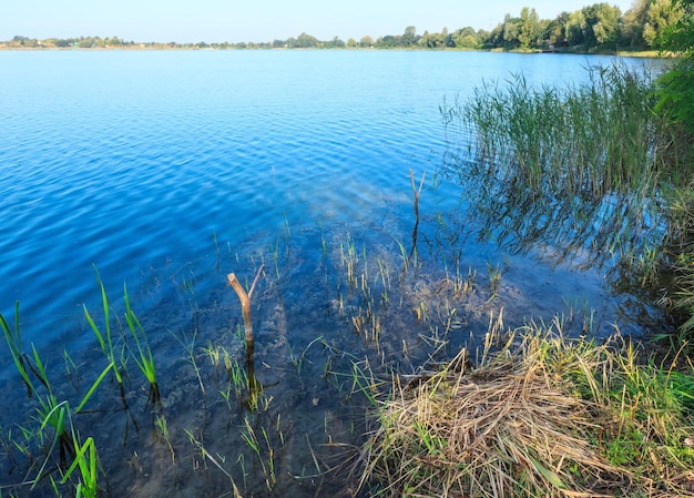 Verano lago calma orilla juncosa