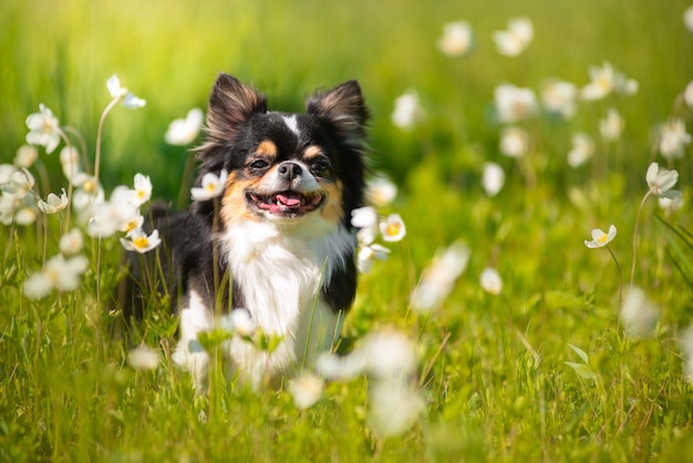 Verano. Un perro chihuahua en un claro soleado