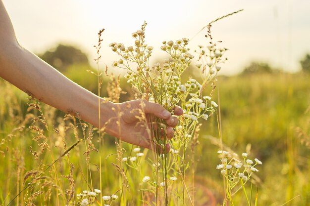 Verano prado salvaje hierba y flores en la mano de la niña, primer plano, naturaleza, ecología, temporada de verano