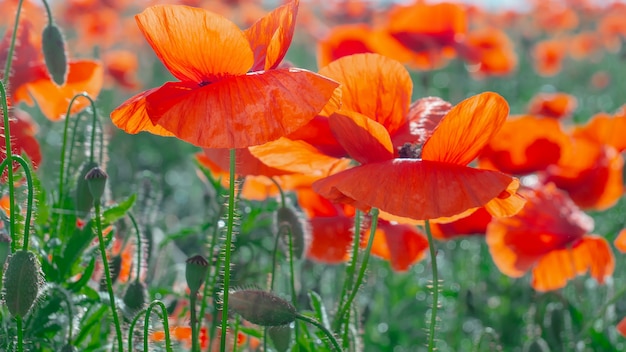 Verano rojo campo de amapolas en el campo