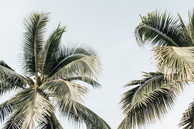 Verano tropical dos grandes palmeras de coco verde contra el cielo azul