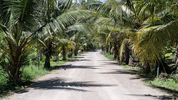 Verano tropical, jardín de palmeras de coco con camino de tierra.