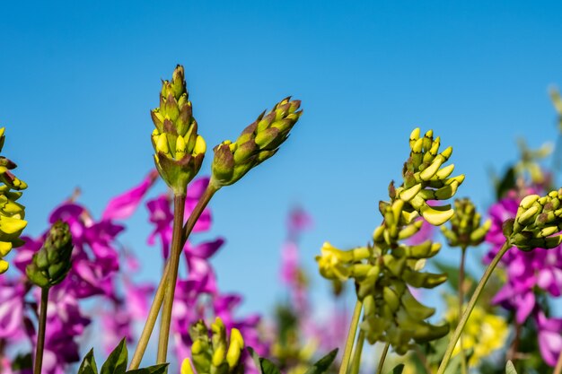 Verano en la tundra, flores silvestres.