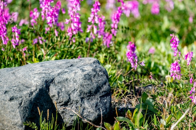 Foto verano en la tundra, flores silvestres.