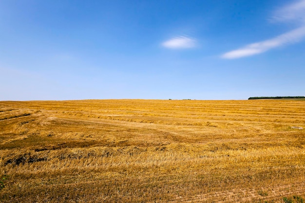 Verão de cereais agrícolas