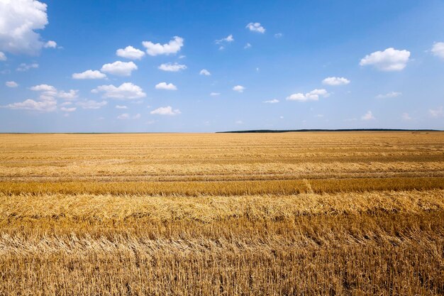 Verão de cereais agrícolas