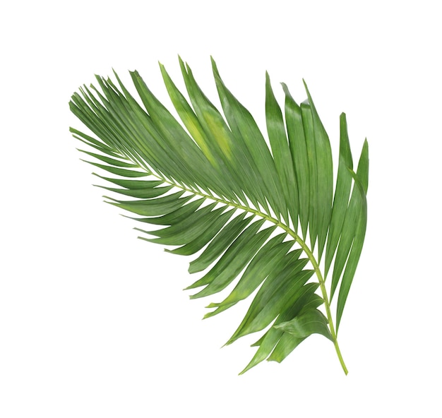 Verão de conceito com folha de palmeira verde de folhas florais de fronde tropical galhos de árvores isoladas em fundo branco vista de cima plana