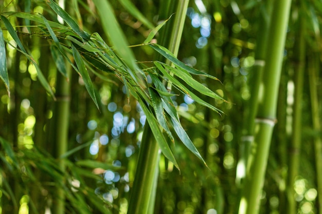 Verão de floresta de bambu verde. Fundo da natureza. Panorama