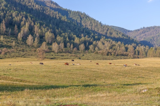 Verão em Altai, Rússia, montanha Altai, República de Altai