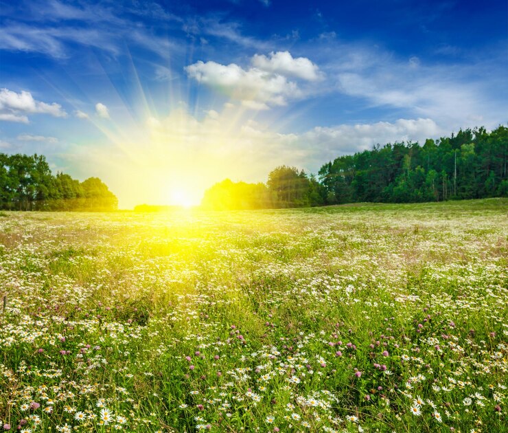 Foto verão florescendo campo de prado verde com flores com sol e céu azul