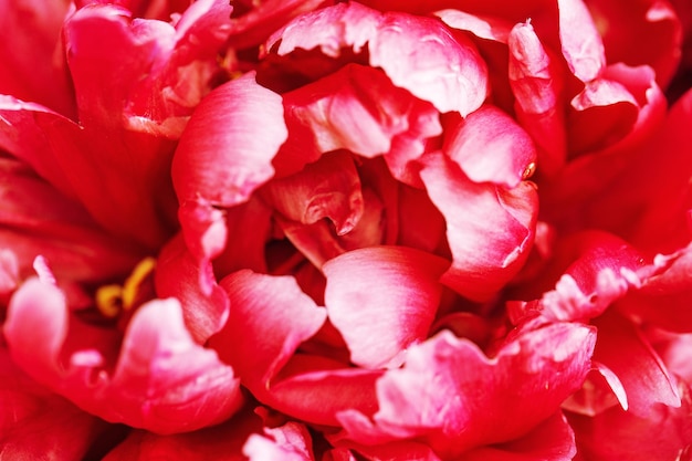 Verão florescendo pétalas delicadas de peônias peônias vermelhas florescendo flores fundo festivo brilhante