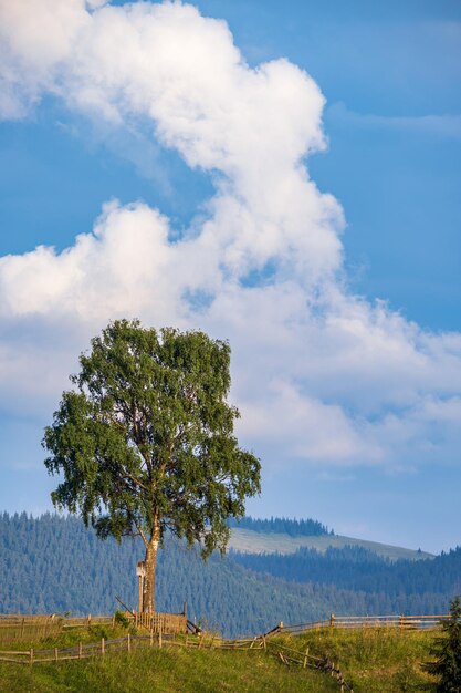 Verão pitoresco paisagem montanhosa dos Cárpatos Ucrânia