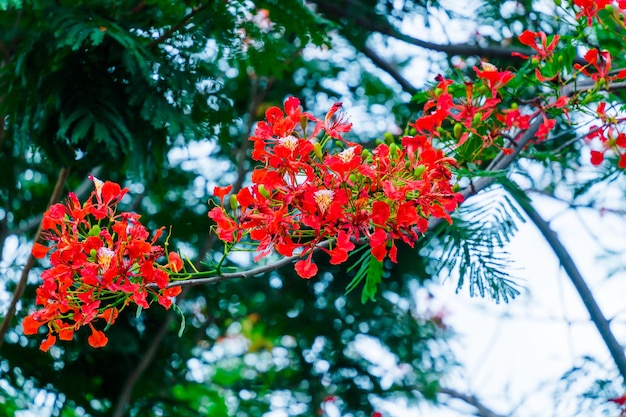 Verão Poinciana phoenix é uma espécie de planta com flores que vive nos trópicos ou subtrópicos