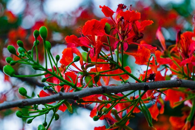 Verão Poinciana phoenix é uma espécie de planta com flores que vive nos trópicos ou subtrópicos