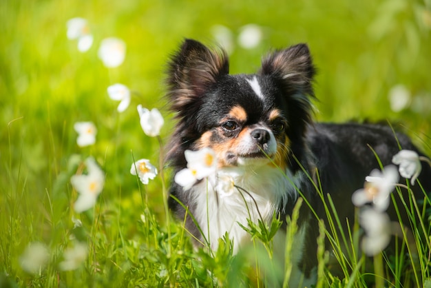 Verão. um cachorro chihuahua em uma clareira ensolarada