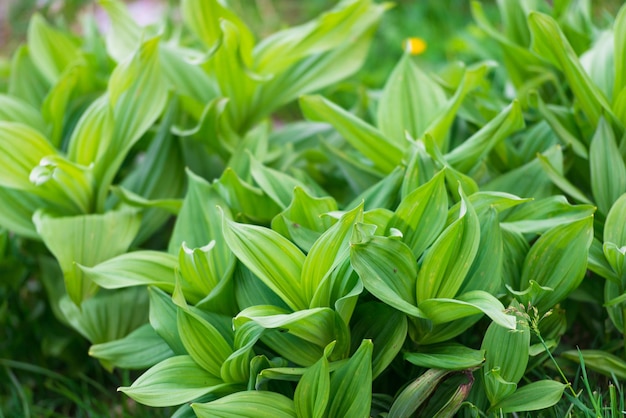 Veratrum album planta toxica