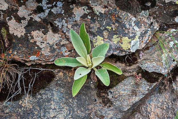 Foto verbascum es un género de la familia scrophulariaceae.