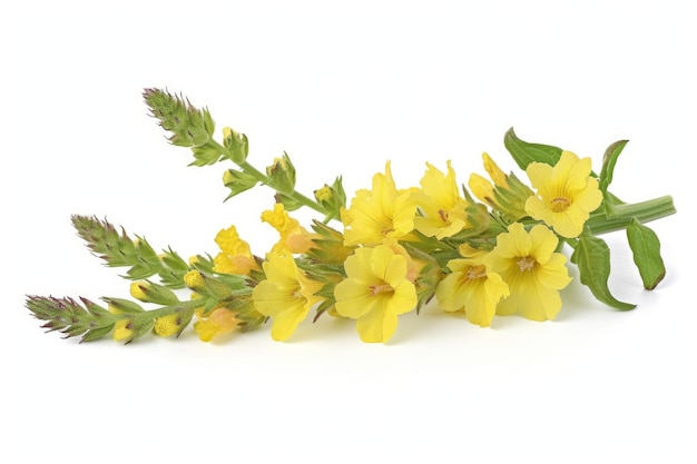 Verbascum Mullein foto en fondo blanco aislado ar 32 v 6 ID de trabajo e80c6f070f644ebaa83350b29104fa