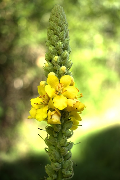 Verbascum thapsus Common Gordolobo Wolfwatch Acerones flor cardo Hierbas medicinales flor amarilla