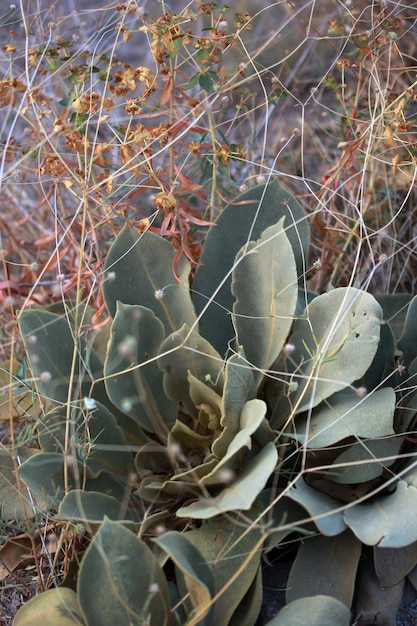 Verbascum thapsus Planta Verbasco