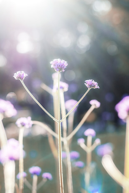 Foto verbena al amanecer por la mañana.