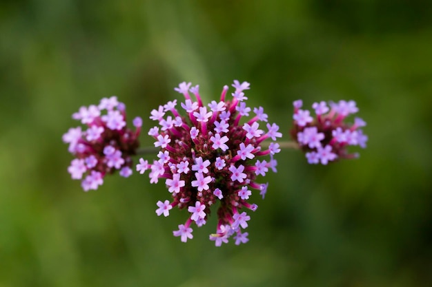 Verbena bonariensis Blumen Argentinisches Eisenkraut oder Purpletop Eisenkraut Clustertop Eisenkraut Hohes Eisenkraut Hübsches Eisenkraut aus nächster Nähe