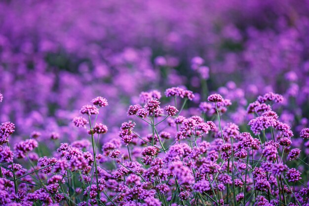 Verbena bonariensis flores jardín campo