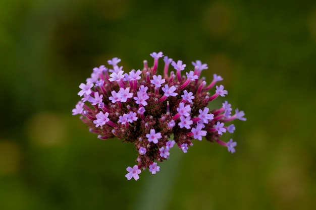 Verbena bonariensis flores Vervain argentino o Purpletop Vervain Clustertop Vervain Tall Verbena Pretty Verbena cerrar